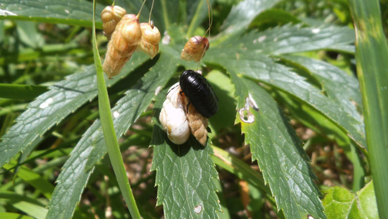 Quiz entomologico!